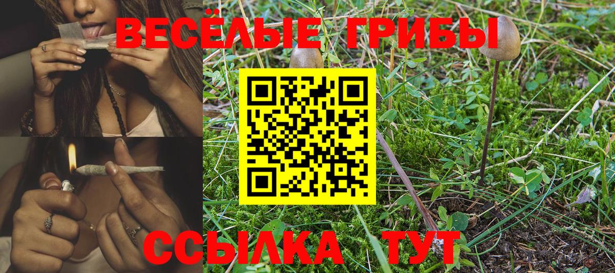 Галлюциногенные грибы Cubensis Ессентуки
